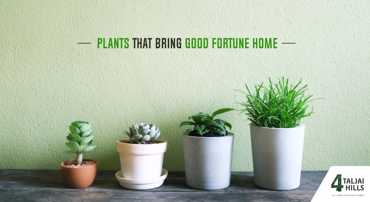 Plants that bring good fortune home